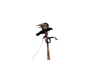 The pigeon is flying to the island on the pole with a white background