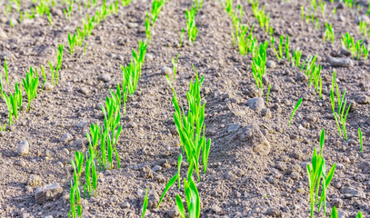 Young spring field with sprouts of corn. Nature close up background.  Winter wheats growths in fertile soil at warm autumn morning. Wheat sprouts close up. Selective focus.