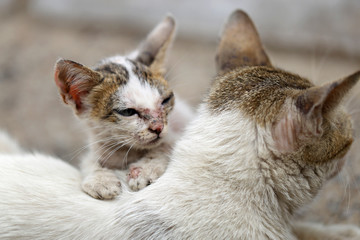 Vagrant sick cats. Homeless wild cats on dirty street in Asia  © Rahul