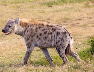 hyena with intent