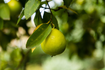 Grapefruit fruit on the tree branch