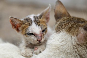 Vagrant sick cats. Homeless wild cats on dirty street in Asia 
