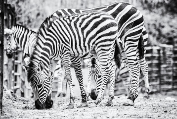 Herd of Chapman's zebra, animal scene, colorless