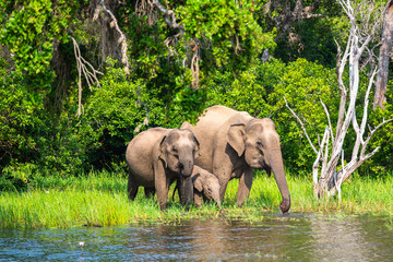 Asian elephant. Yala National Park. Sri Lanka.