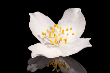 Single jasmine flower isolated on black background, mirror reflection.