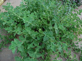 INDIAN KARPURAVALLI HERB 