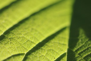 closeup of green leaf