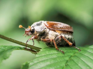 cockchafer