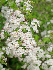 Blühender Weißdorn, Crataegus, im Frühling