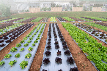 Organic Vegetables in the garden.