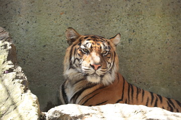 トラ　虎　とら　寅　タイガー　スマトラトラ