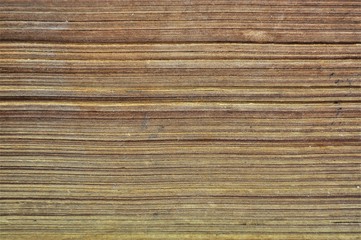 wooden texture background