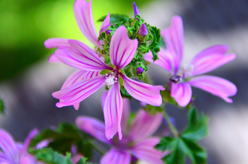 Fototapeta premium wooden, background, decoration, board, space, summer, beautiful, spring, bouquet, floral, blossom, rustic, pink, wood, nature, beauty, white, flower, love, bloom, bunch, colorful, vintage, green, colo