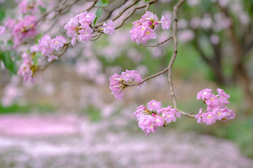 pink flowers in the garden