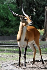 Moorantilope