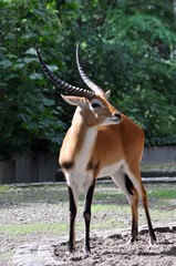 Moorantilope