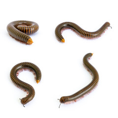 Isolated Millipede on white background , The collection of Millipede
