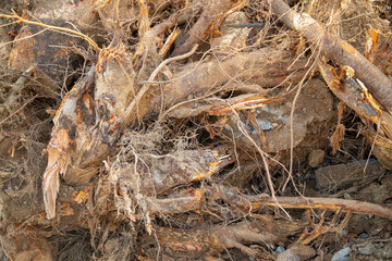 Destroyed tree roots