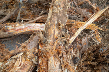 Destroyed tree roots