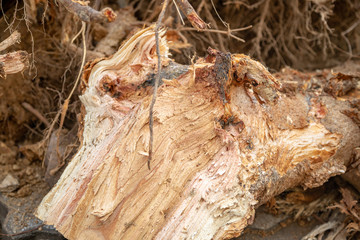 Destroyed tree roots