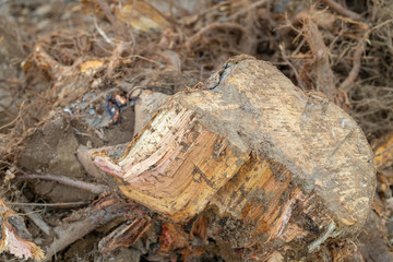 Destroyed tree roots