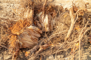 Destroyed tree roots