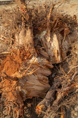 Destroyed tree roots
