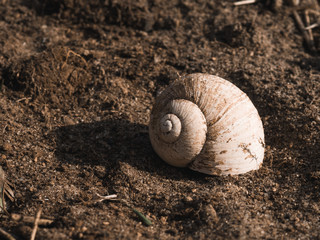 Schnecke