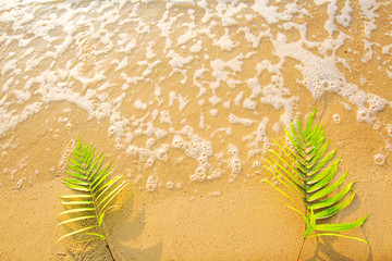 Green leaves ferns on the banana beach,Flat lay are texture Nature background creative tropical layout made at phuket Thailand