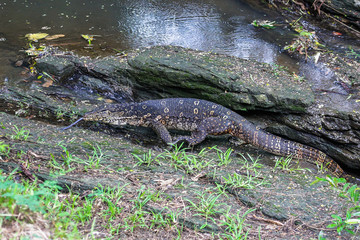 Fototapeta na wymiar Water monitor lizard. Yala National Park. Sri Lanka.