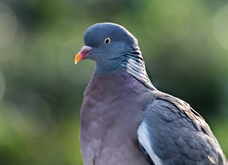 Woodpigeon in winter sun looking for food in urban garden.