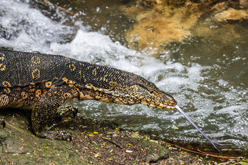 Water monitor lizard. Yala National Park. Sri Lanka.