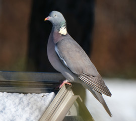 Woodpigeon in winter sun looking for food in urban garden.