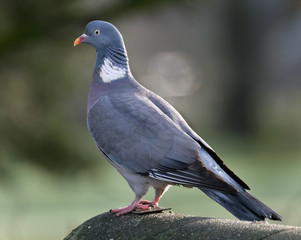 Woodpigeon in winter sun looking for food in urban garden.