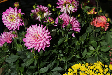 flowers at the farmers market in Freiburg, germany