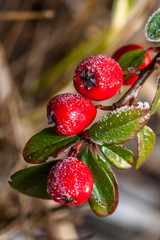Winter holly berrie. White - frosted red holly berries on a white frost
