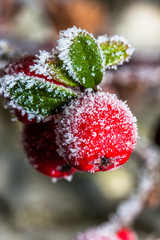 Winter holly berrie. White - frosted red holly berries on a white frost