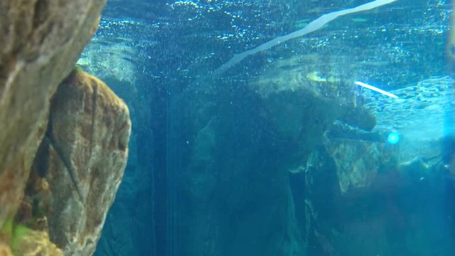 many pinguins swim fast underwater