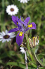 Blume in Namibia
