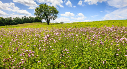 Field of wildflowers in Kentucky