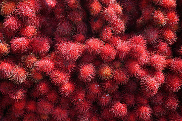 Fototapeta premium a group of super red rambutans fruit 
