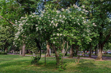 View of Japanese tree lilac or Syringa reticulata full of flowers in the springtime,  Popular Zaimov park, district Oborishte, Sofia, Bulgaria  