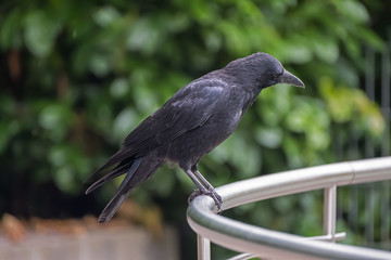 black crow sitting on railing