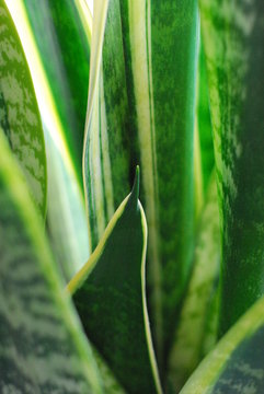 Bogenhanf (Sansevieria)