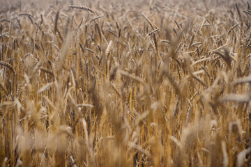 Wheat field on a cloudy day