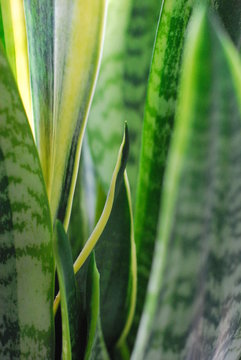 Bogenhanf (Sansevieria)