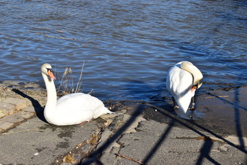 Schäne am Rhein, Bonn