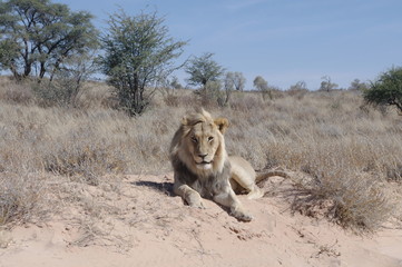 Löwe im Kgalagadi-Transfrontier-Nationalpark