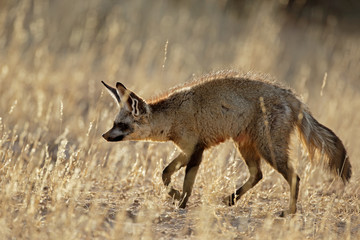 Naklejka na ściany i meble A bat-eared fox (Otocyon megalotis) in natural habitat, Kalahari desert, South Africa.