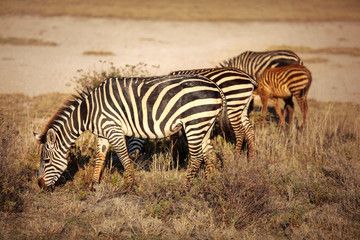 Group of plains zebras (Equus quagga) grazing in African savanna, lit by afternoon sun. Amboseli national park, Kenya